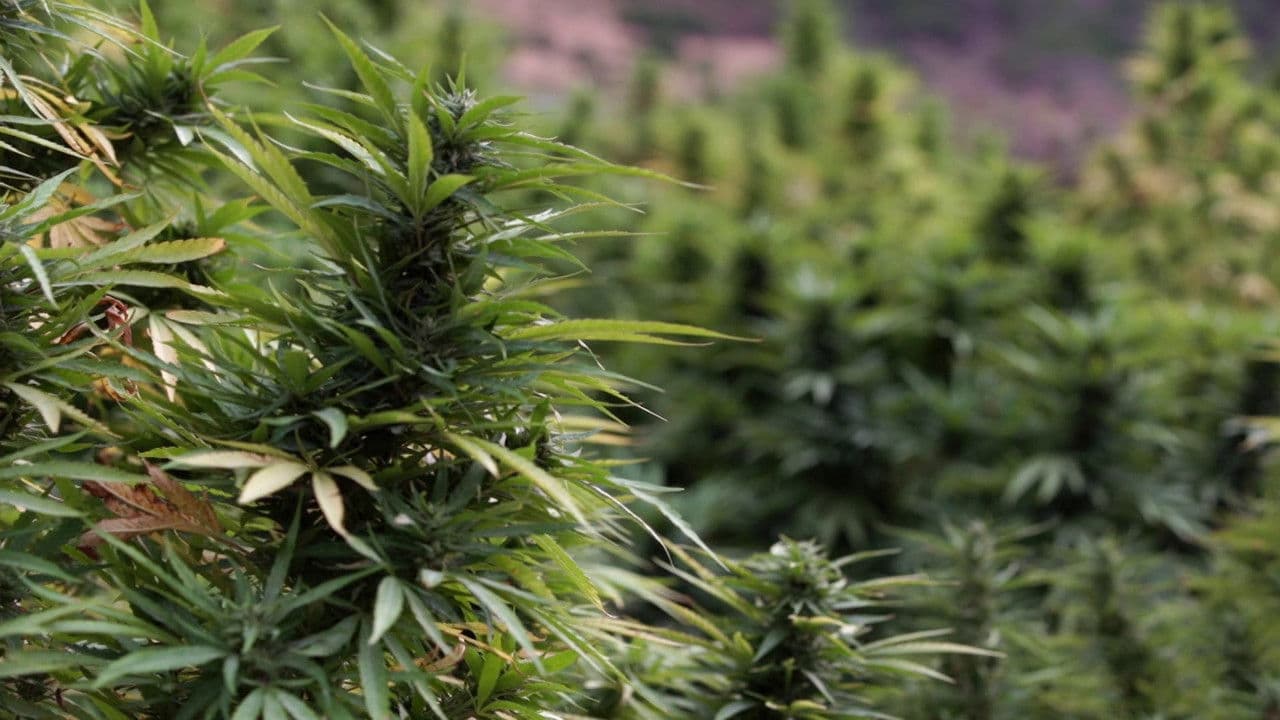 Who’s Getting Rich from Moroccan Hash?