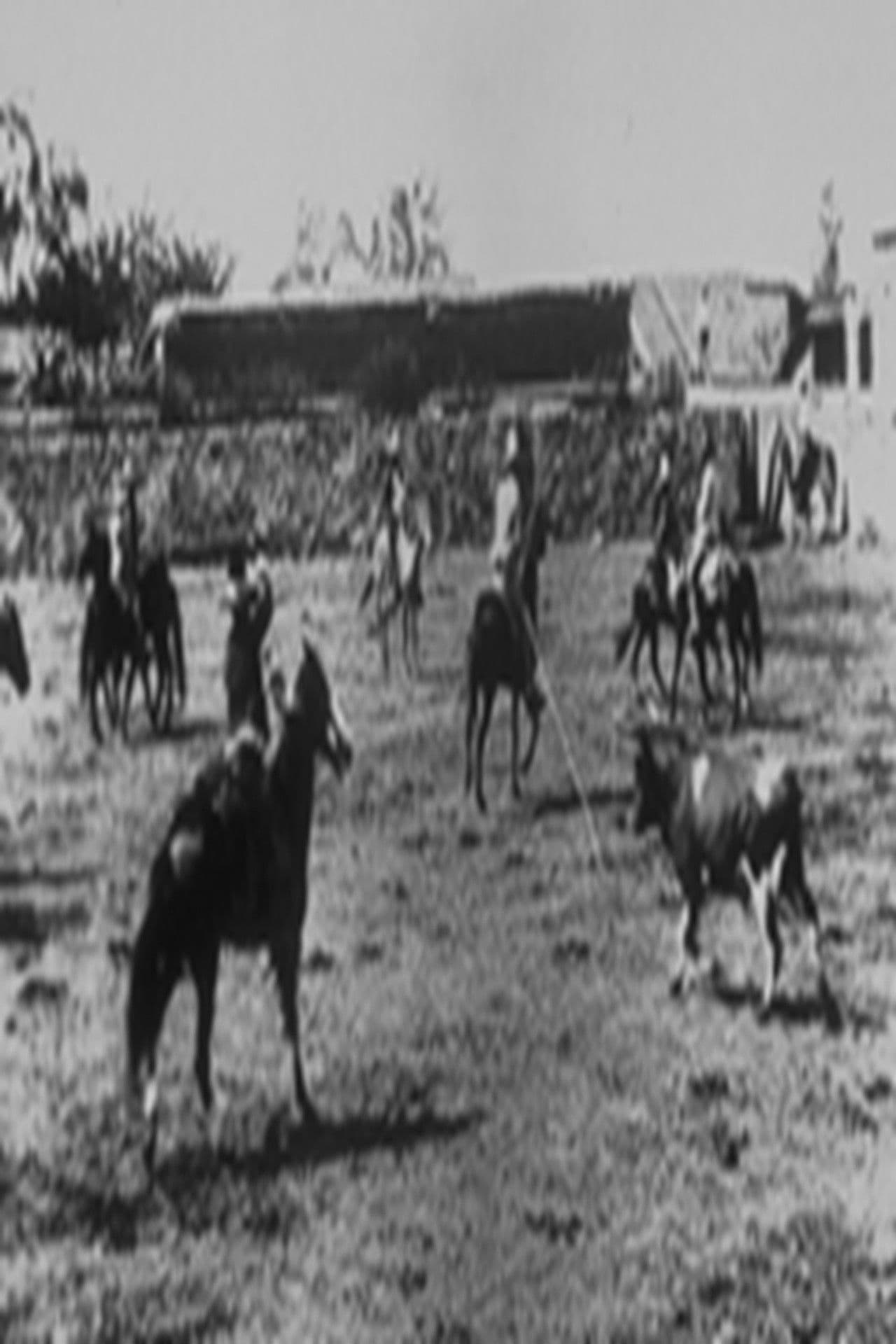 Lassage d'un boeuf sauvage