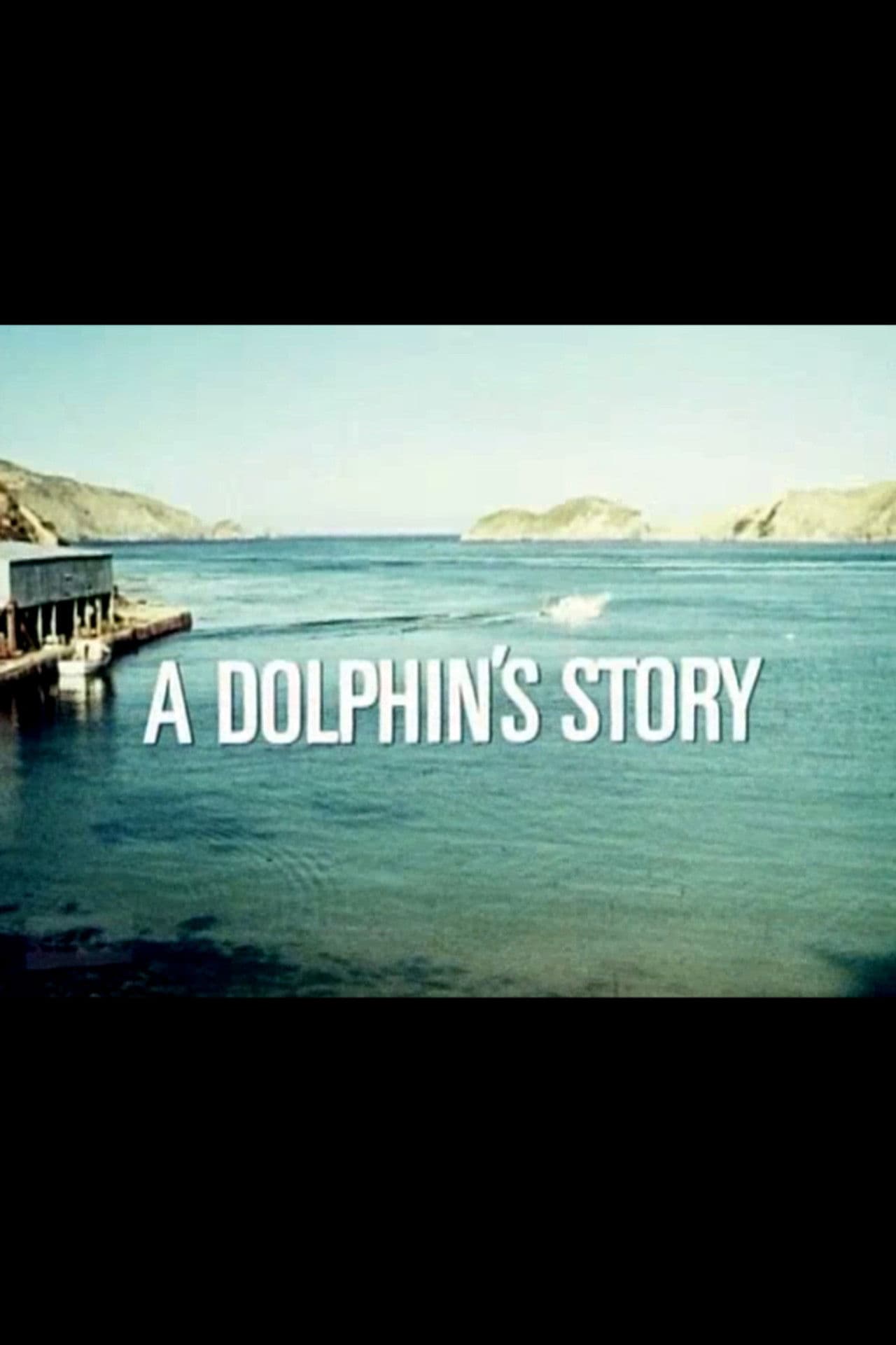 A Dolphin's Story