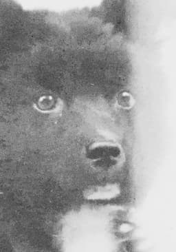 The Middle Dog's Day