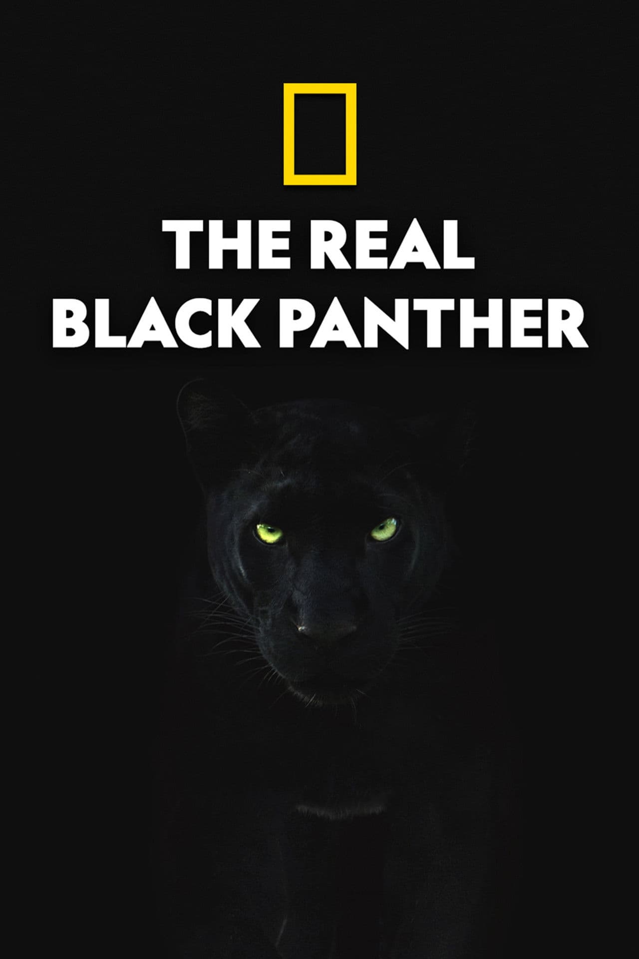 The Real Black Panther
