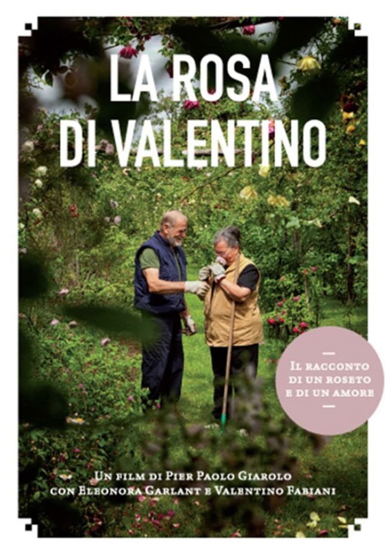 La rosa di Valentino