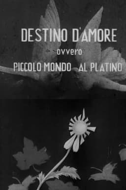 Destino d'amore, ovvero, piccolo mundo al platino
