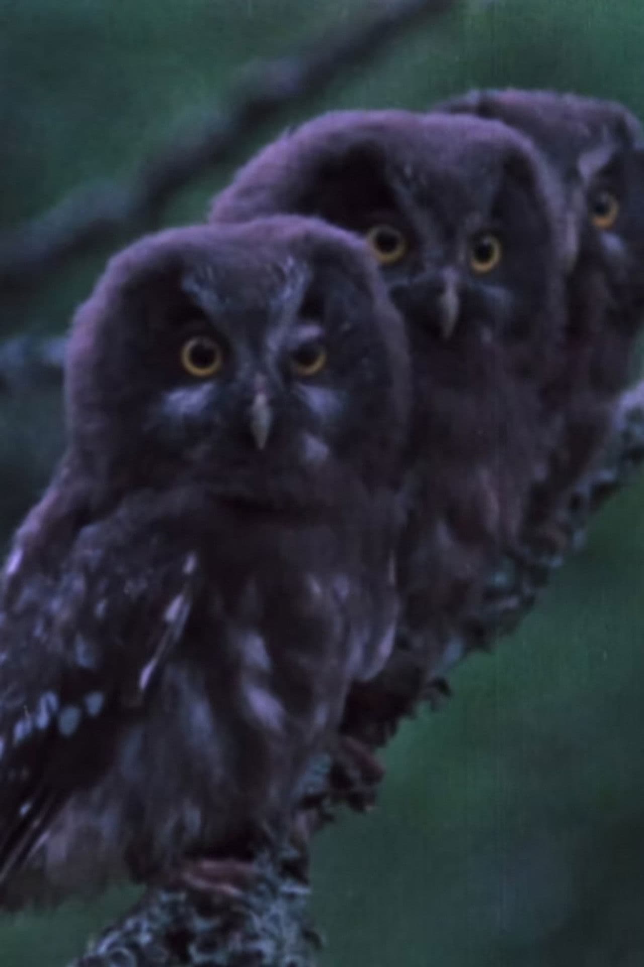 The Sounds of the Northern Forests