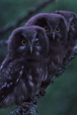 The Sounds of the Northern Forests