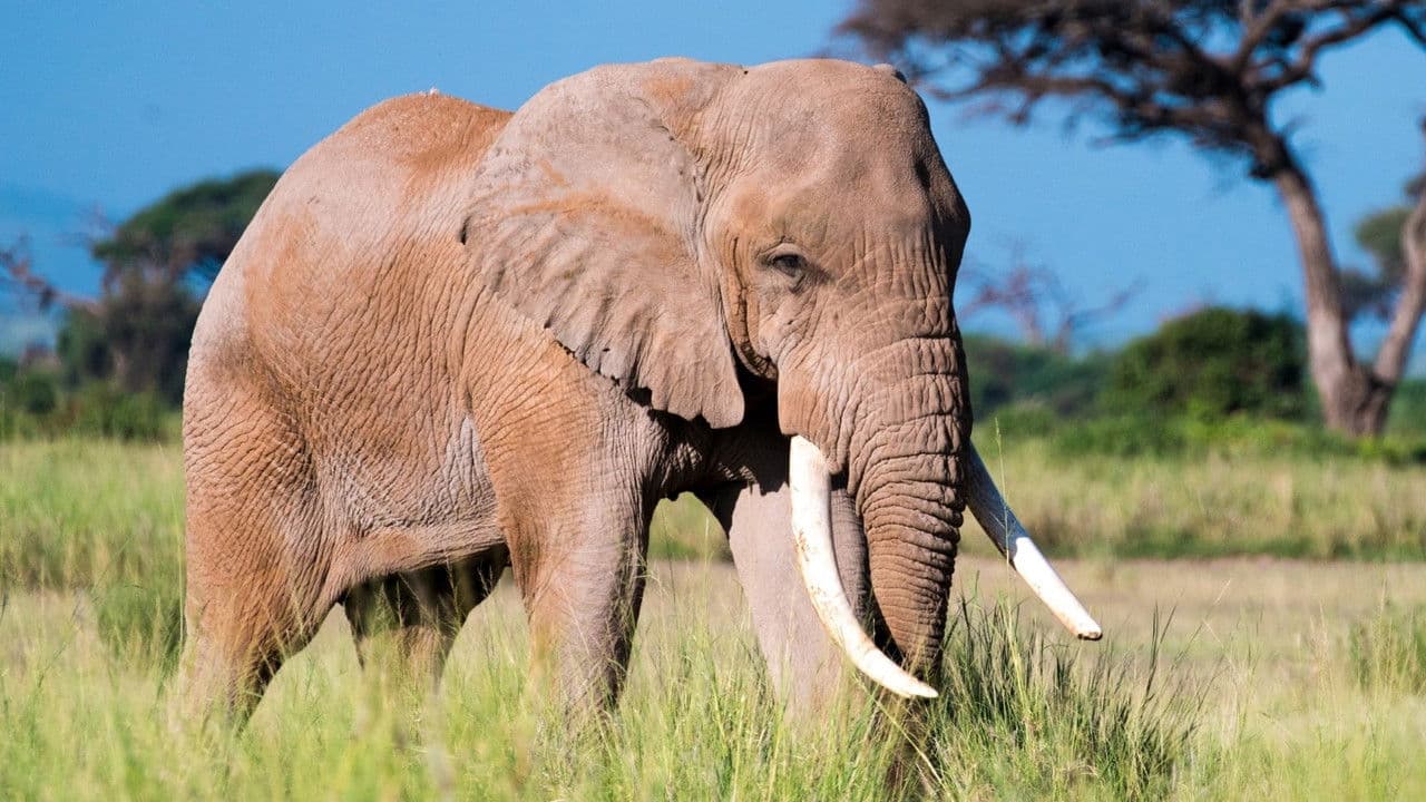 L'âge d'or des animaux