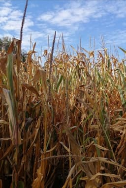The Temple of Augustus and Livia seen near Saint-Prim