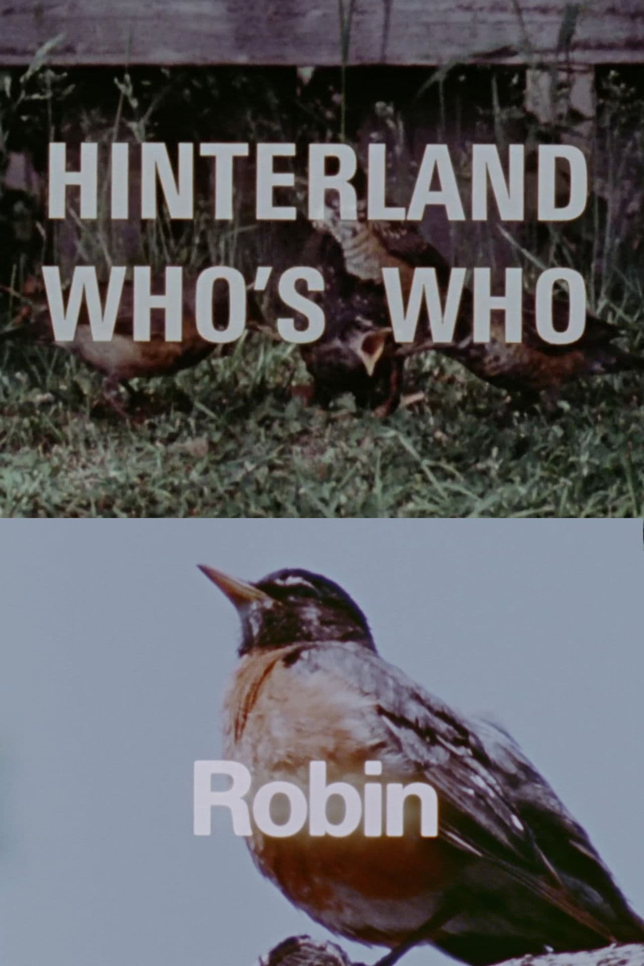 Hinterland Who's Who: Robin