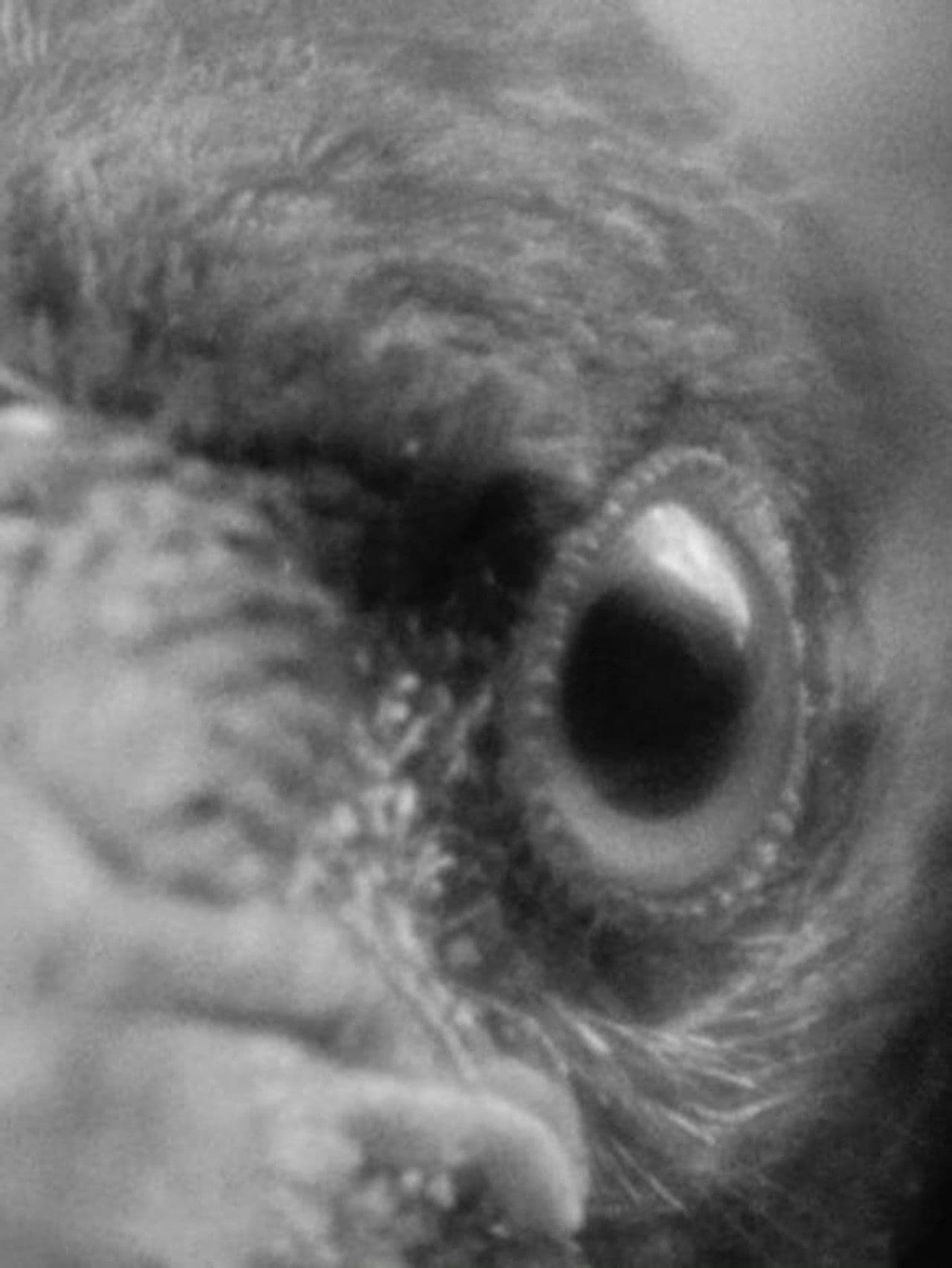 To Feather, to Wither