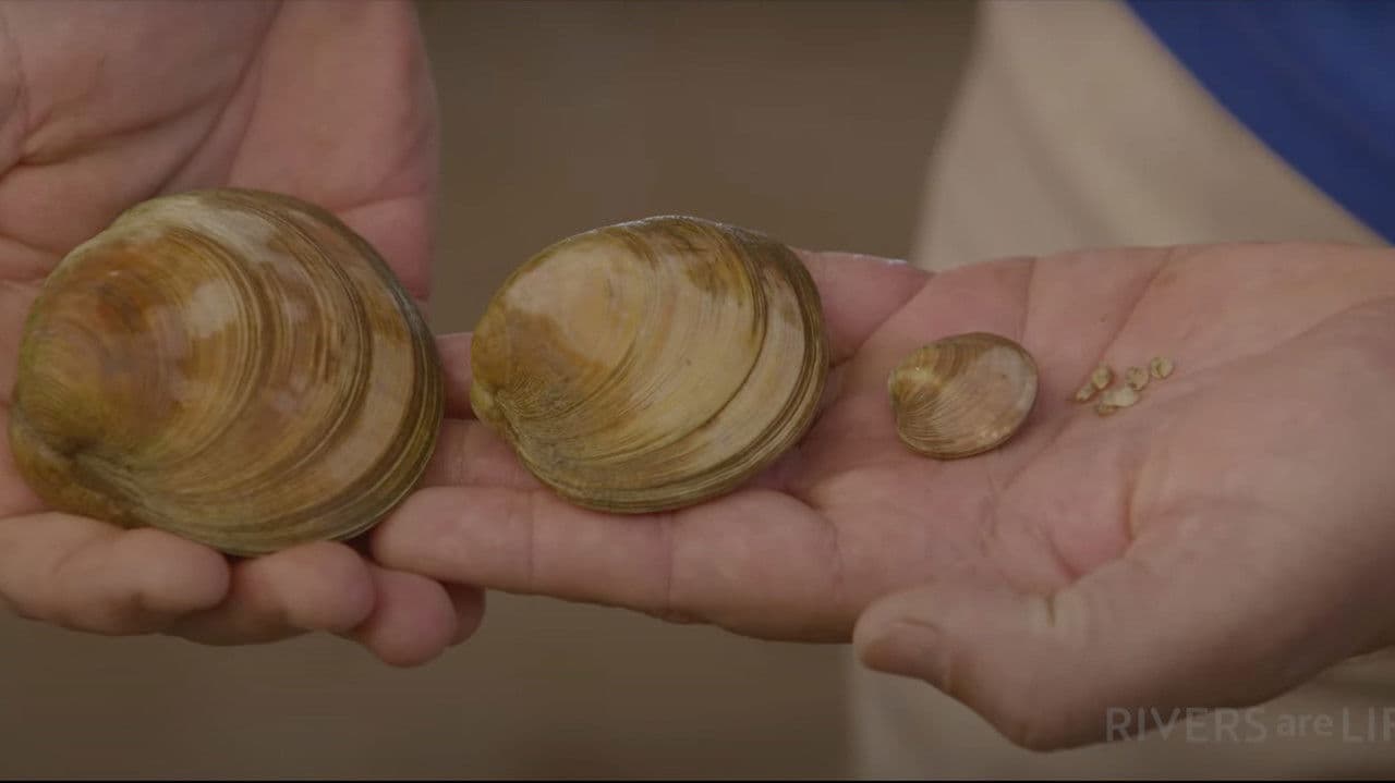 The Captain & The Super Clams