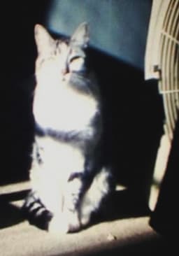 sin título (Snoopy)