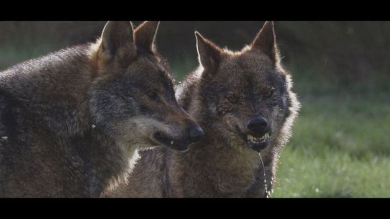 The Wild Heart of Spain