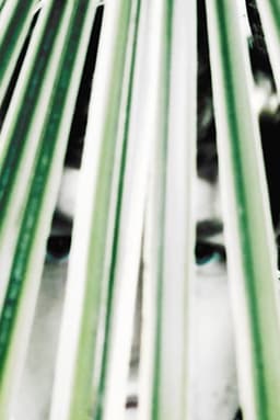 Longing of the idle plants