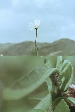 Florinda y el viento