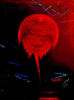 A Horseshoe Crab Story