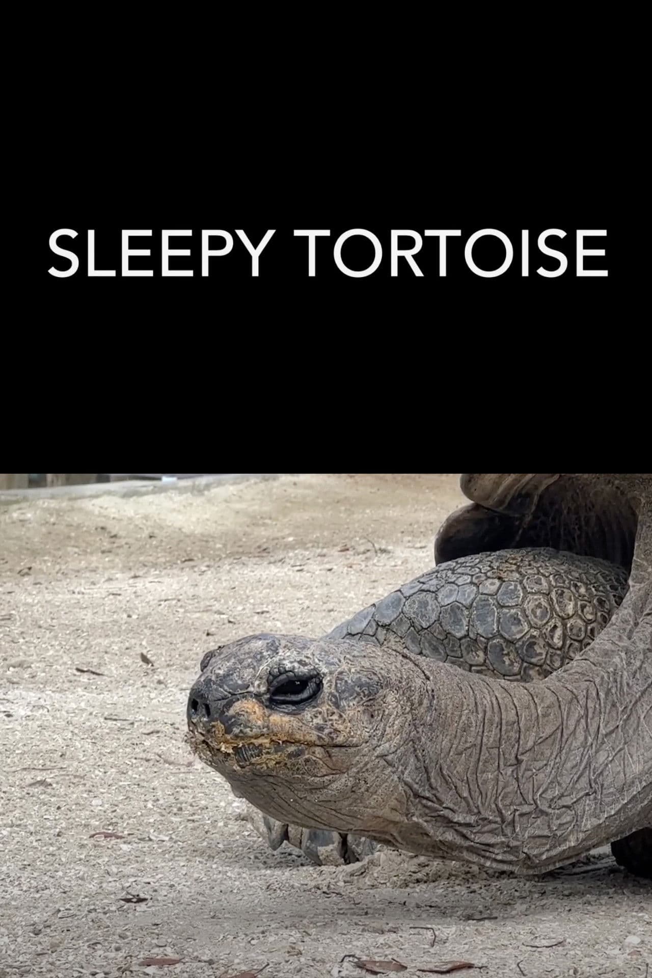 Sleepy Tortoise