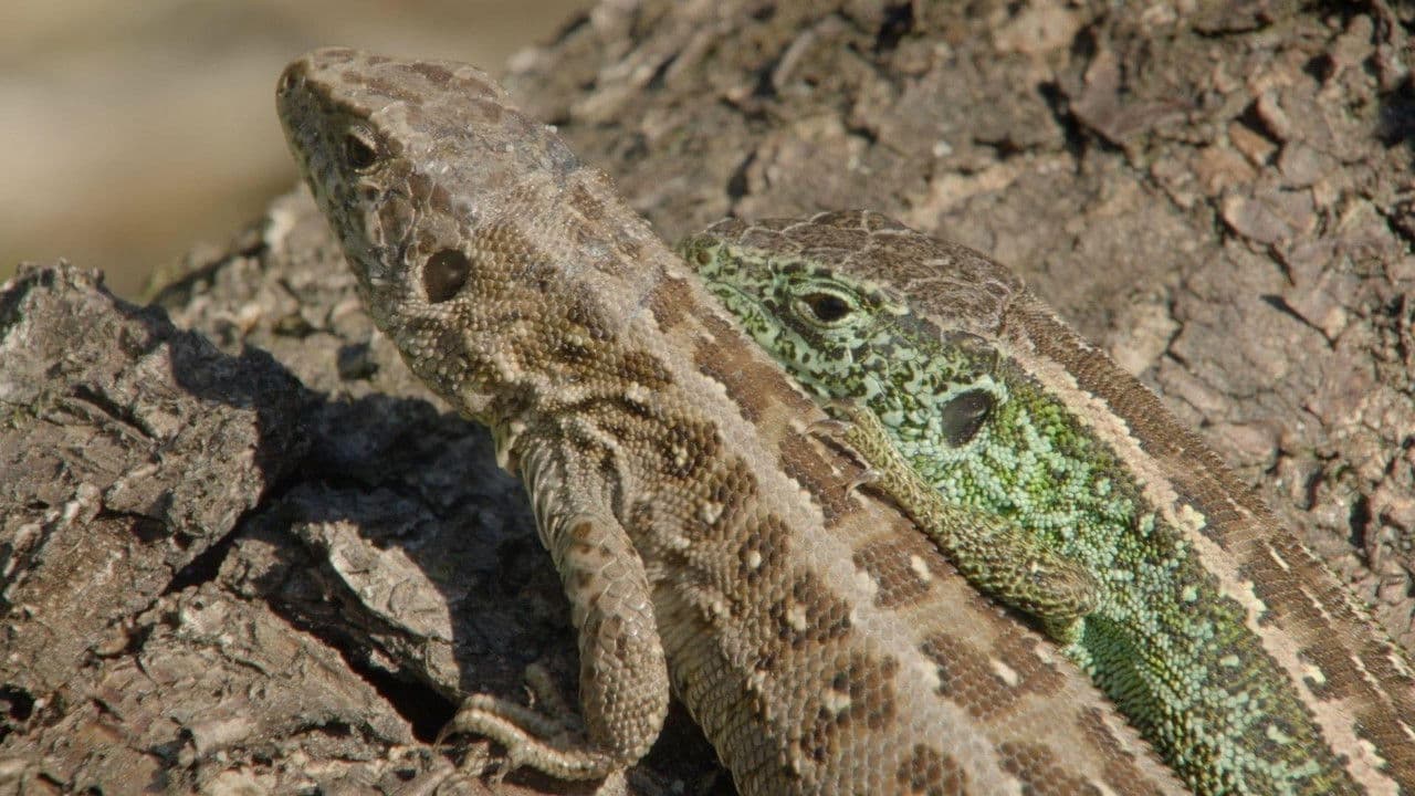 Räuber in Westfalen - Neues Leben in Panzerspuren