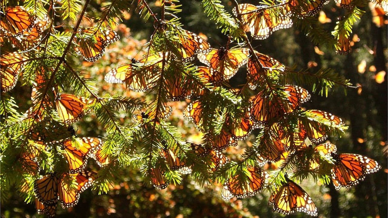 Four Wings and a Prayer