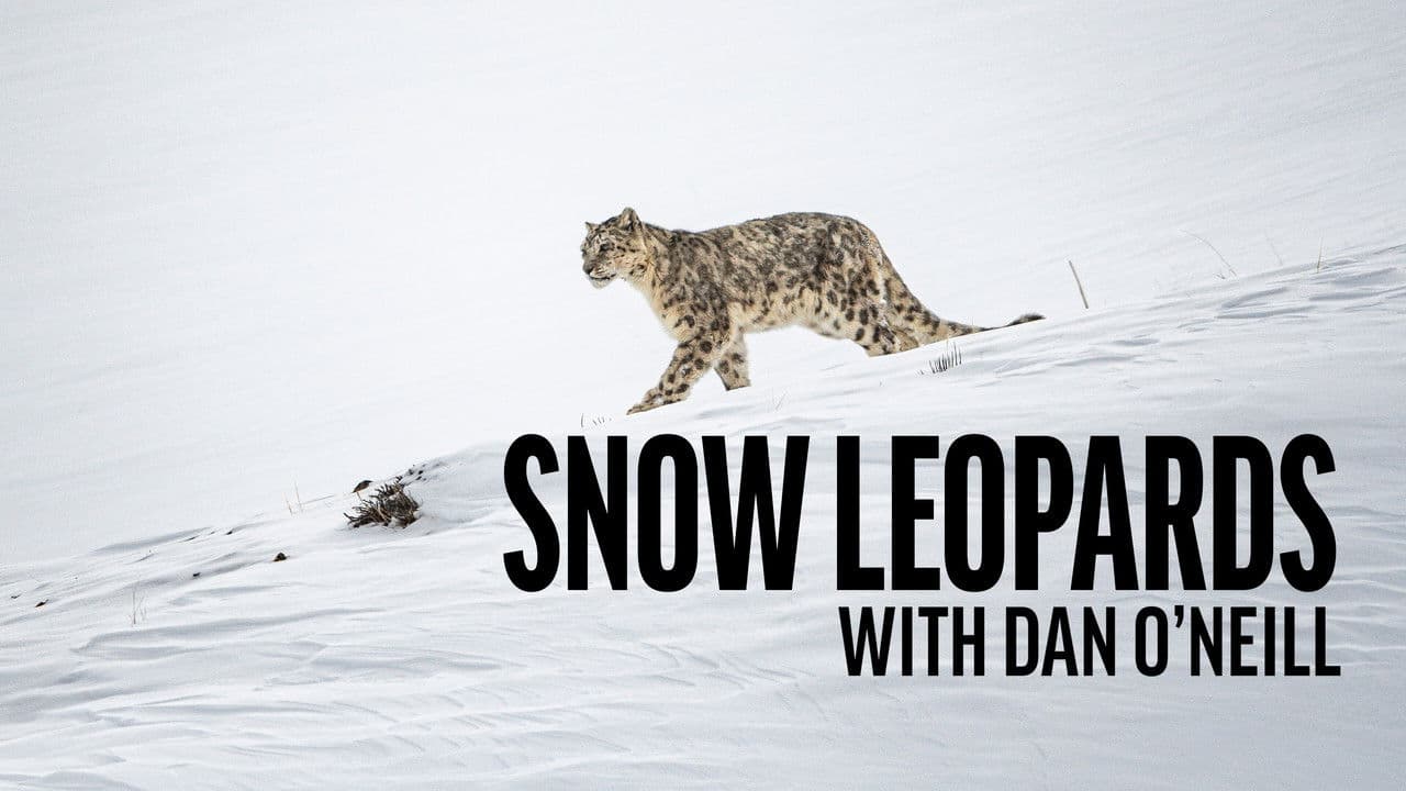 Snow Leopards with Dan O'Neill