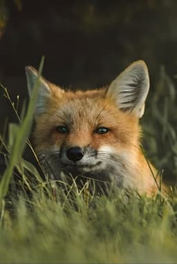 The Fox