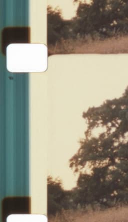 Light, Blaze, Fulgor - Auguries for a Non-Hierarchical Framing and Flourishing