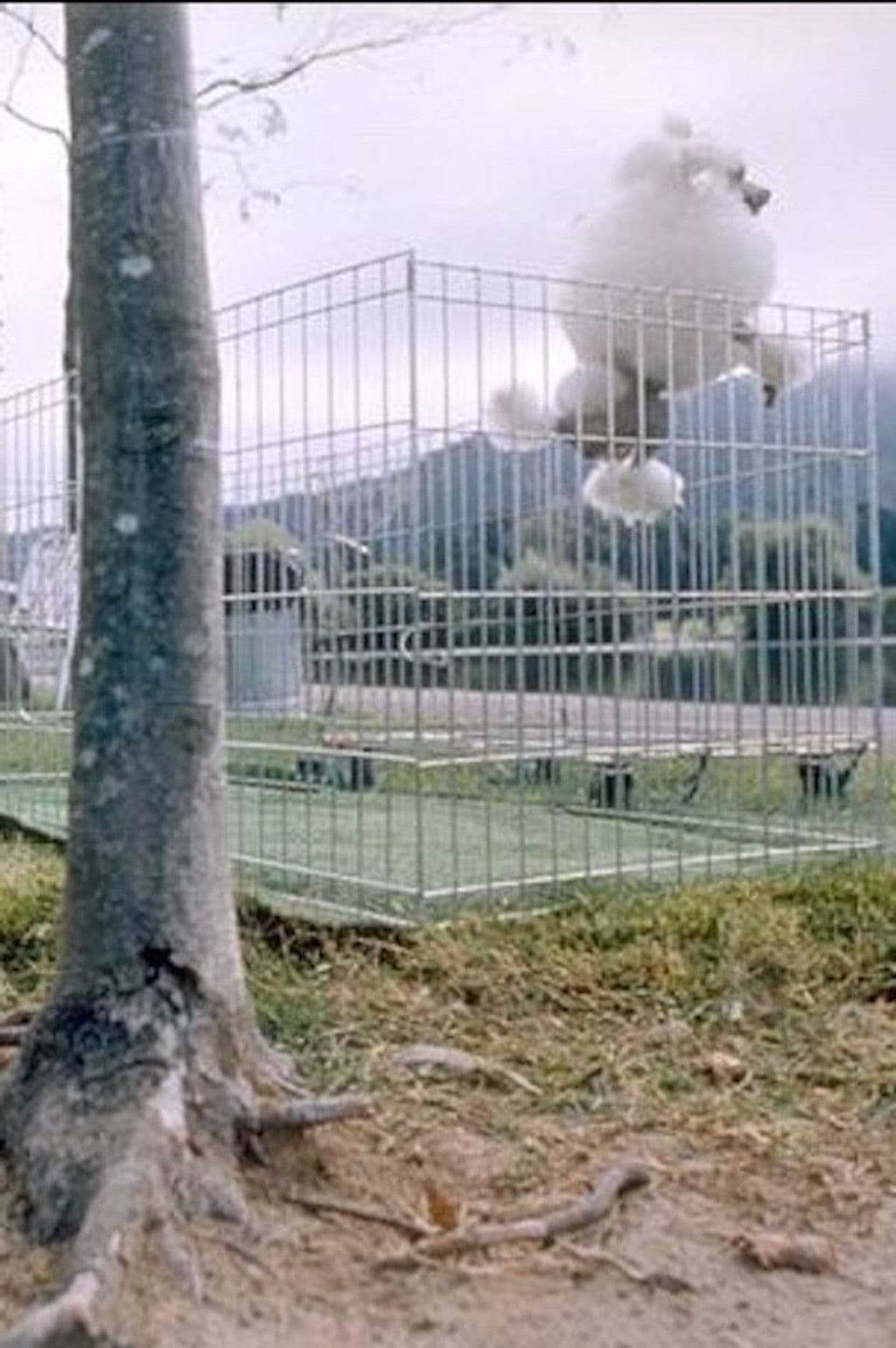 About Dogs And People