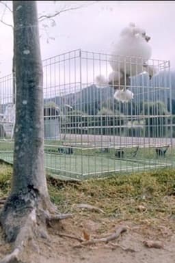 About Dogs And People