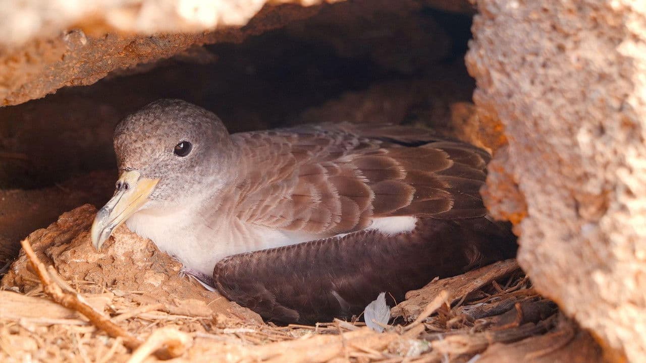 Die Vogelretter von Linosa