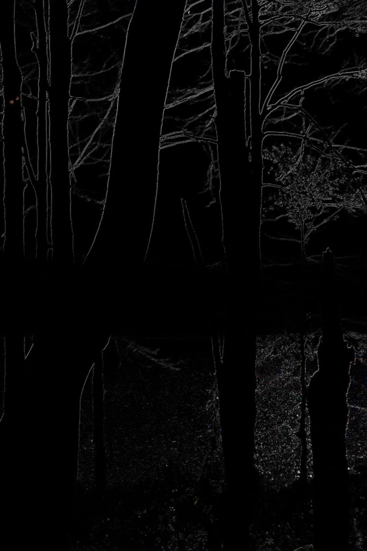 The Heart of the Wood