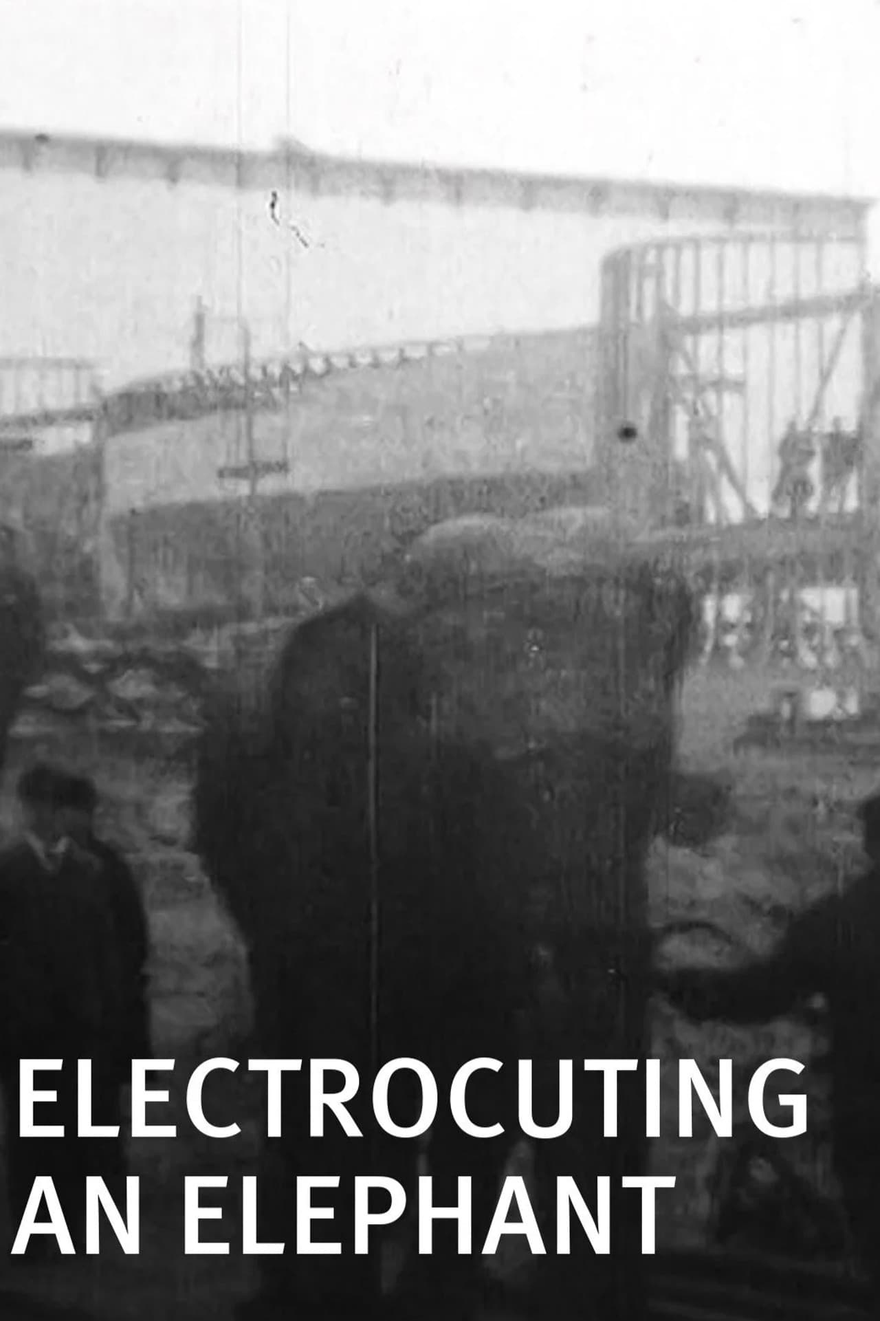 Electrocuting an Elephant
