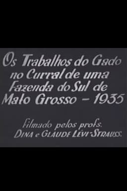 Cattle Work in the Corral of a Farm in Southern Mato Grosso