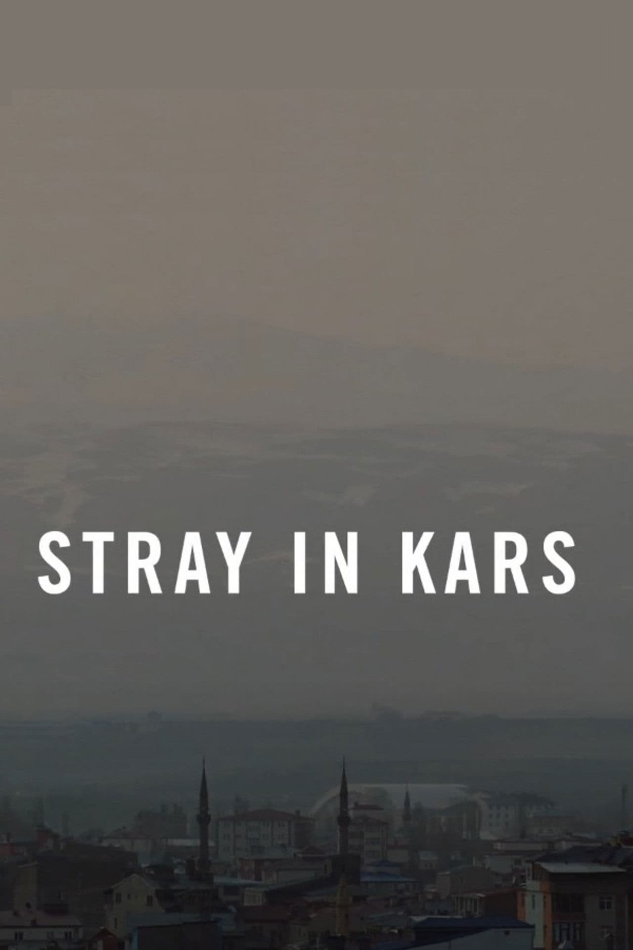 Stray in Kars