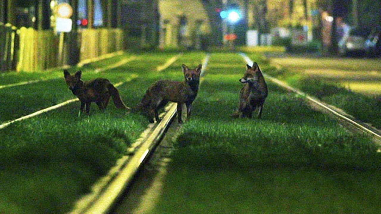 Brussels, the Wild Side