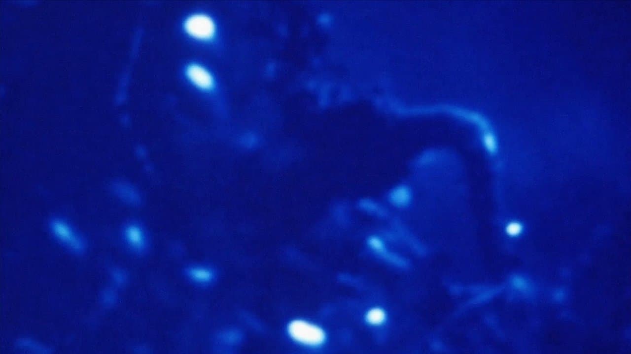 Morphology of a Dream