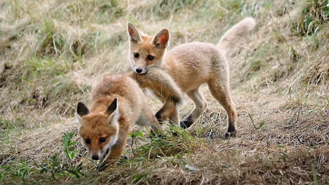 Le Long du 15e méridien Est