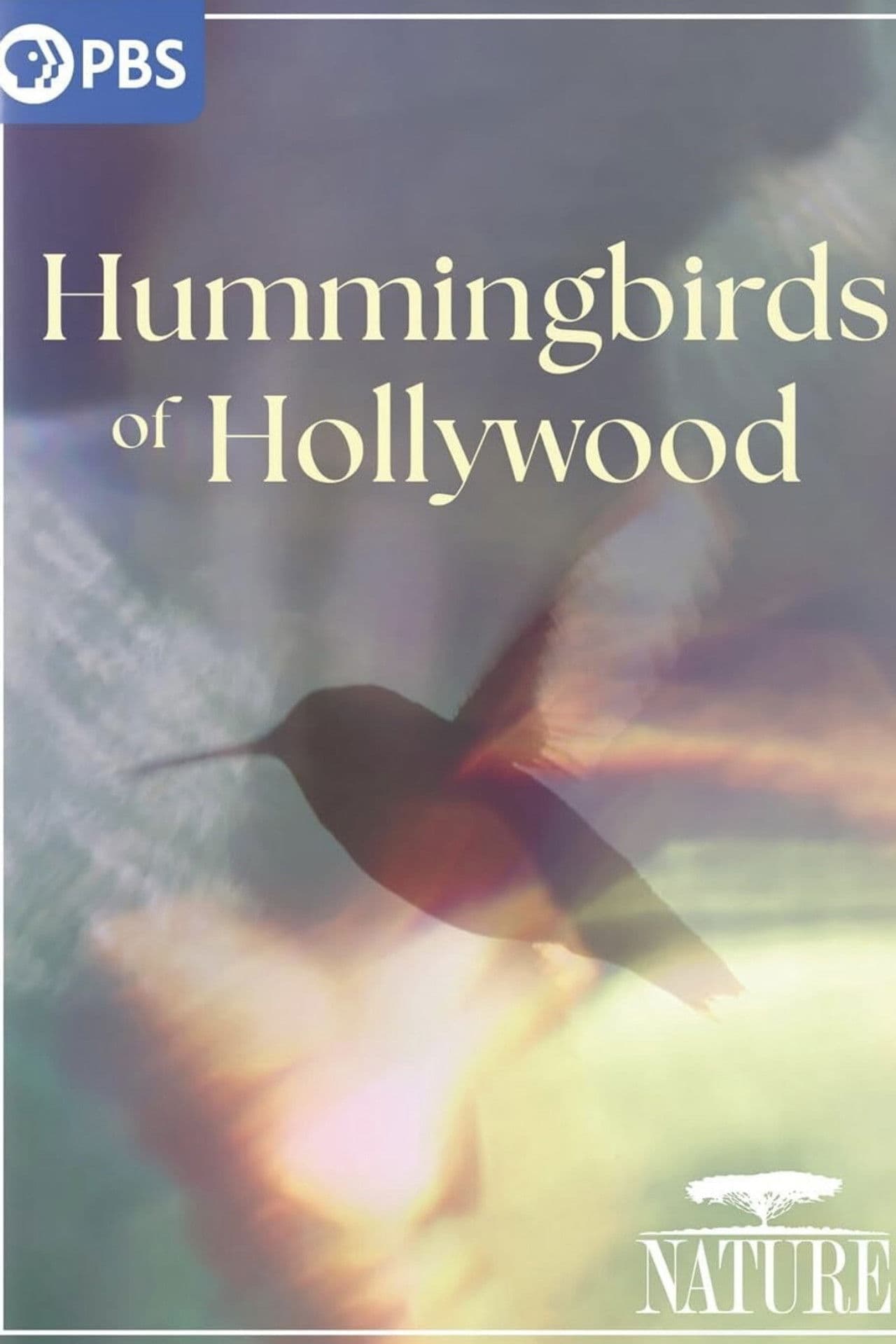 Hummingbirds of Hollywood