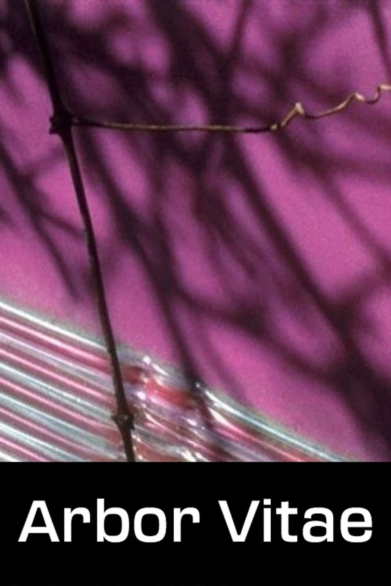 Arbor Vitae