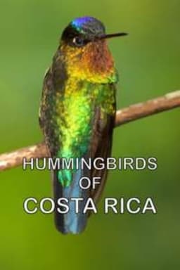 Hummingbirds of Costa Rica