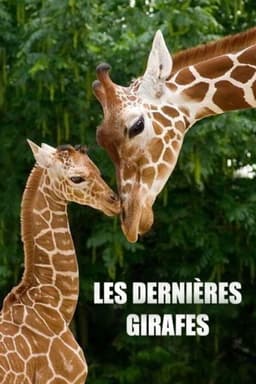 Les Dernières Girafes