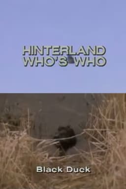 Hinterland Who's Who: Black Duck
