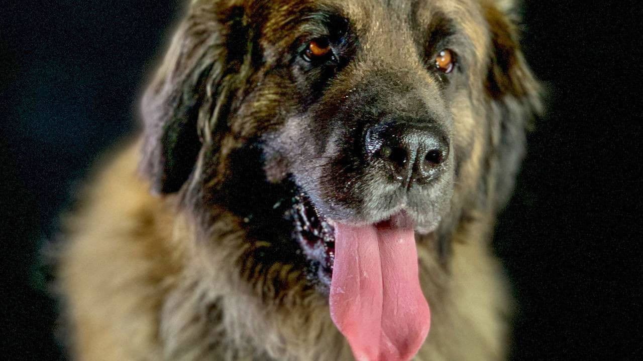 How dogs conquered the world