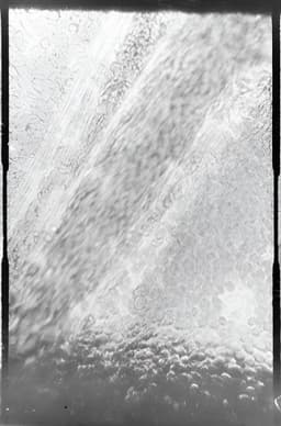 Déplacement des globules de sang dans un vaisseau capillaire