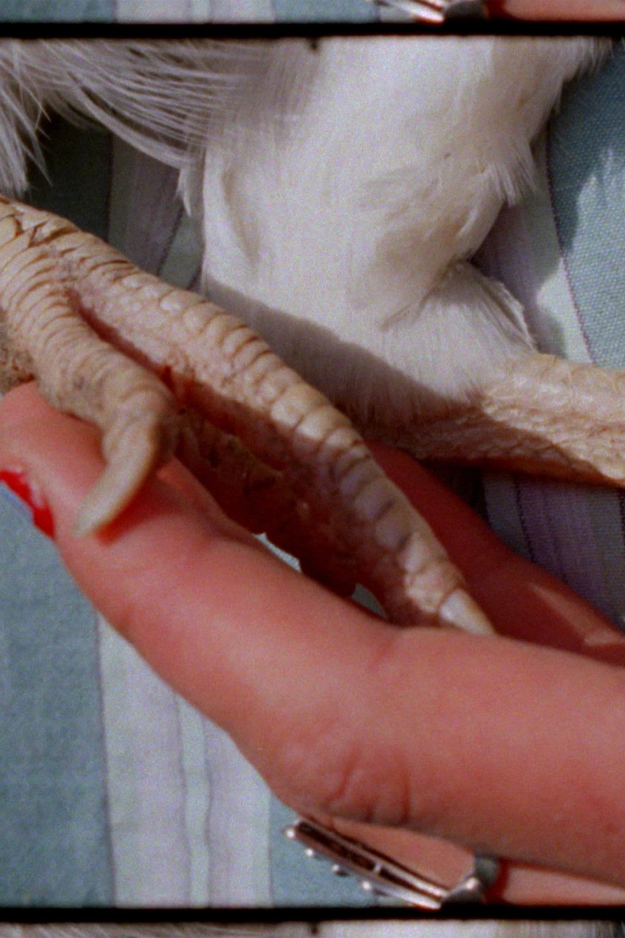 Haelgung - LeoniLeoni