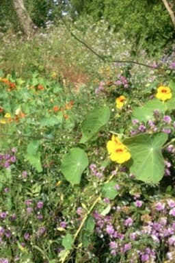 Colophon (for the Arboretum Cycle)