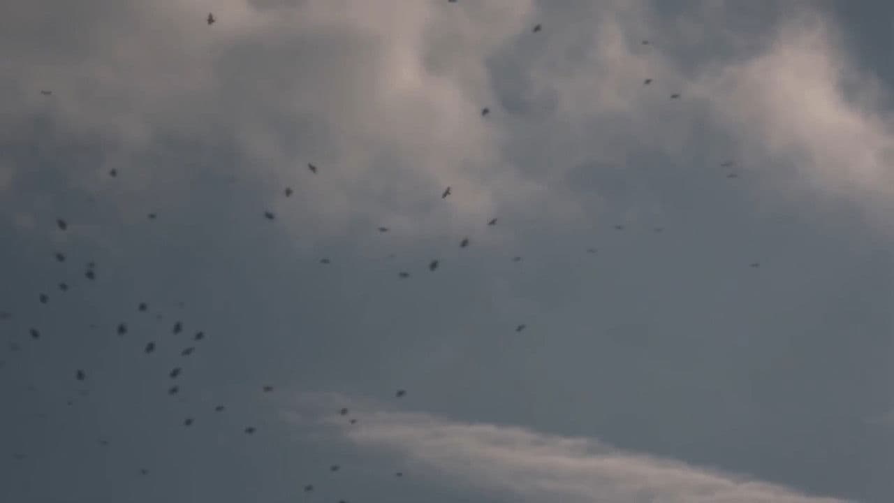 The Sky Seemed Too High