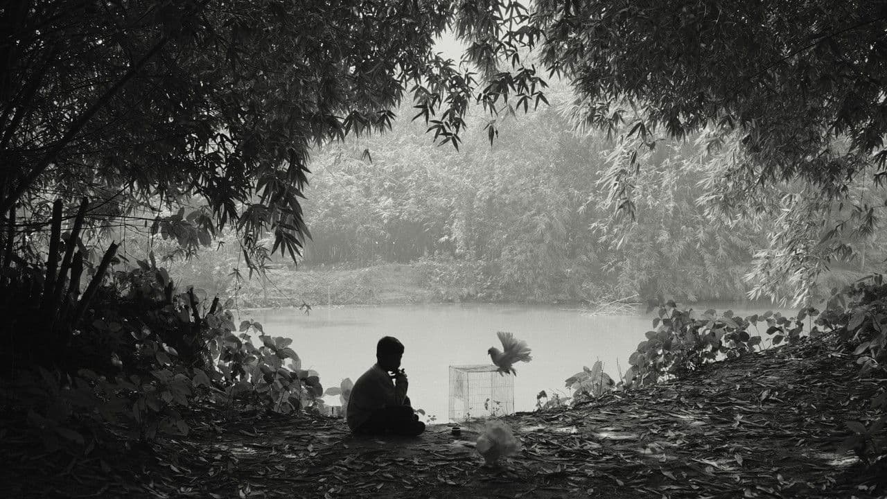 The Pair of White Pigeons