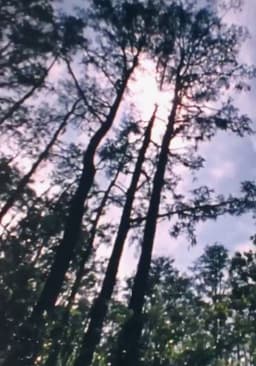 Wilderness: A Country in the Mind