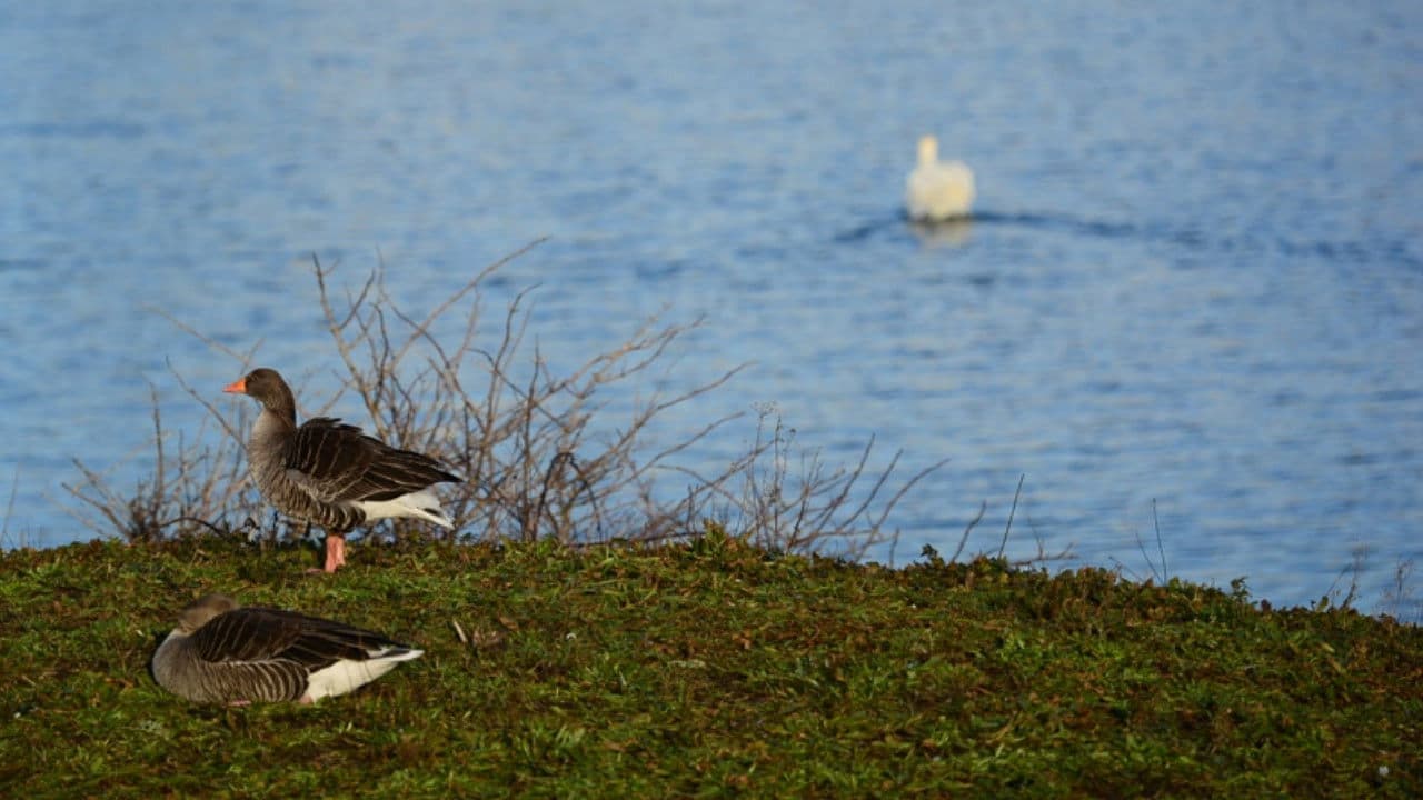 Mugged Off II: The Muggening