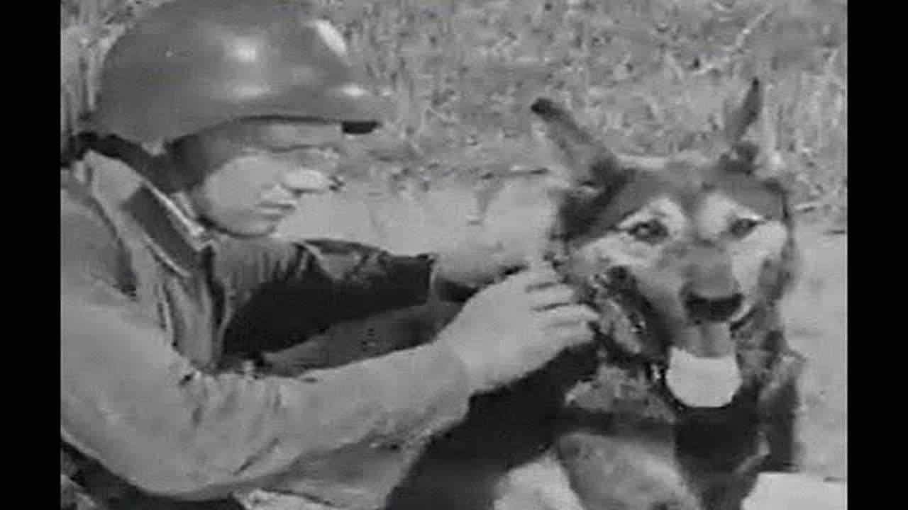 Dog in war