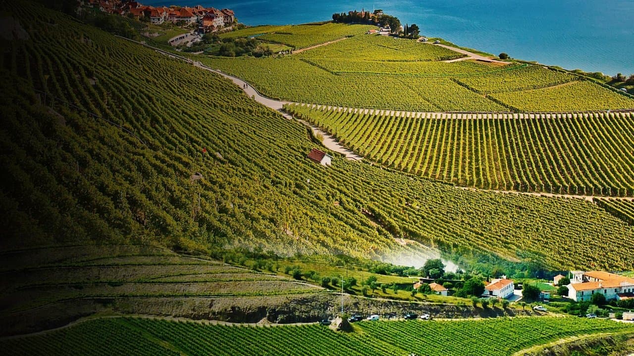 Worldwide Wine Civiliziations